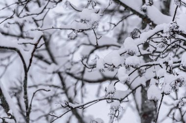 Ağaç Laponya 'da kış mevsiminde yoğun karla kaplıdır.