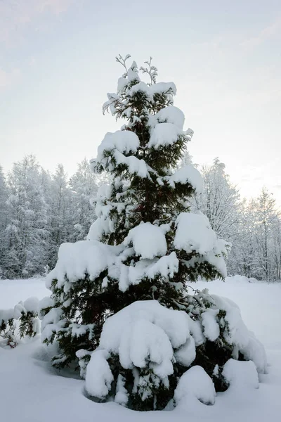 Der große Baum ist im Winter in Lap mit starkem Schnee bedeckt — Stockfoto