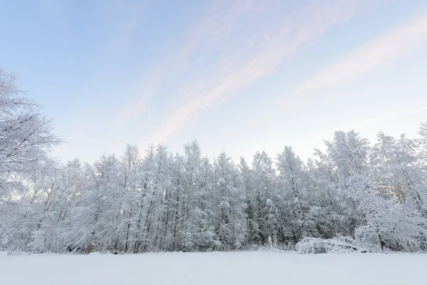 森は雪に覆われ、澄んだ青空が広がっています。 — ストック写真