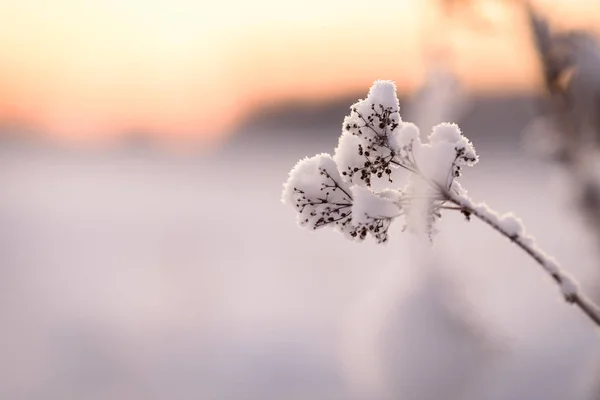 冬天,花被大雪覆盖,落日落下 — 图库照片