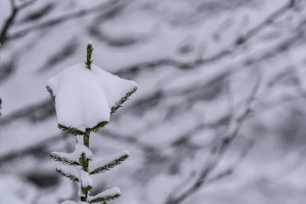 Ağaç Laponya 'da kış mevsiminde yoğun karla kaplıdır. — Stok fotoğraf