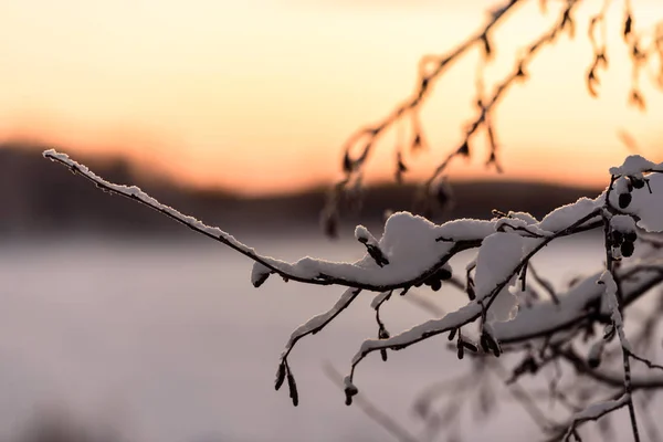 Гілка дерева покрита сильним снігом і часом заходу сонця — стокове фото
