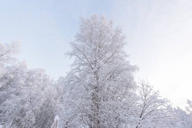 Lapla 'da kış mevsiminde orman yoğun karla kaplıdır.