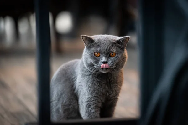 A black cat with yellow eyes in the morning.