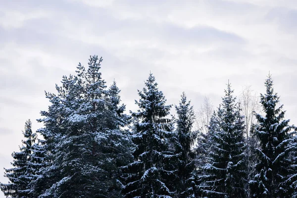 A floresta tem coberto com neve pesada na temporada de inverno em Lapla — Fotografia de Stock