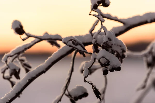Ağacın dalı yoğun kar ve gün batımı saatleriyle kaplandı. — Stok fotoğraf