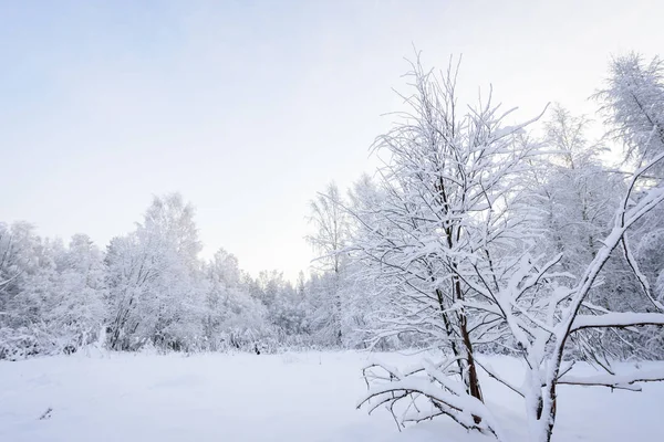 A floresta tem coberto com neve pesada na temporada de inverno em Lapla — Fotografia de Stock