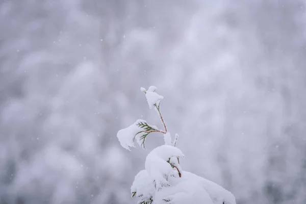 Ağacın dalı kış mevsiminde yoğun karla kaplıdır. — Stok fotoğraf