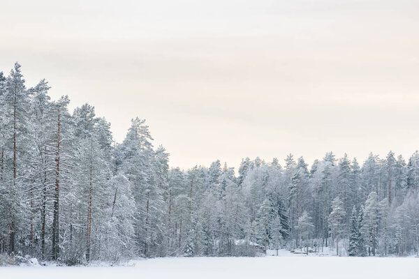 The forest on the ice lake has covered with heavy snow and sky i