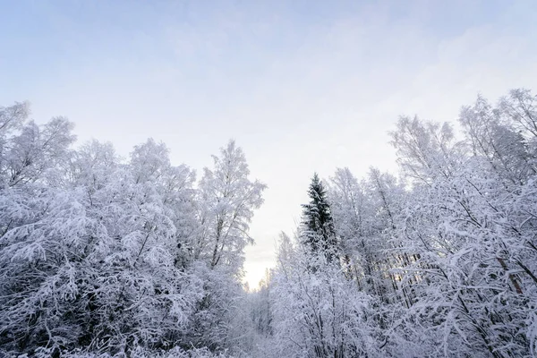 Lapla 'da kış mevsiminde orman yoğun karla kaplıdır. — Stok fotoğraf