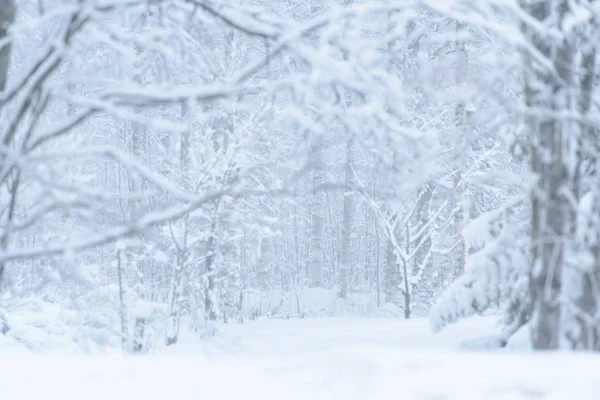 Orman yoğun kar ve kötü hava ile kaplıydı. — Stok fotoğraf