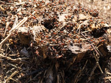 Karıncalar ağaç closeup stump. Seçici odak. 