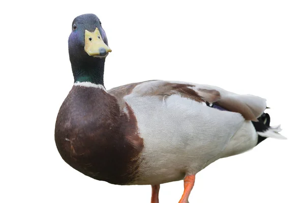 Gyönyörű duck.isolated a fehér háttér előtt. Szelektív összpontosít. — Stock Fotó