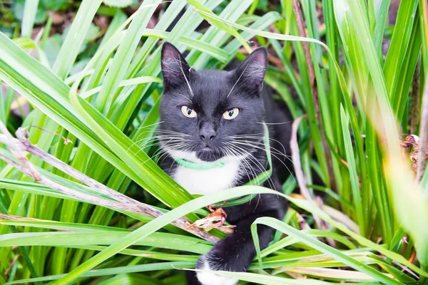 Niedliche schwarz-weiße Katze im Gras — Stockfoto