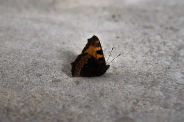 Monarch Kelebek beton zemin