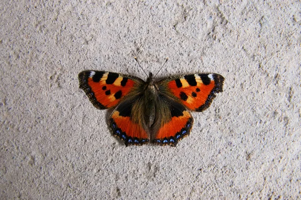 Monarch butterfly na betonowej podłodze — Zdjęcie stockowe