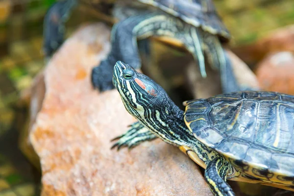 动物园里的小绿海龟 — 图库照片