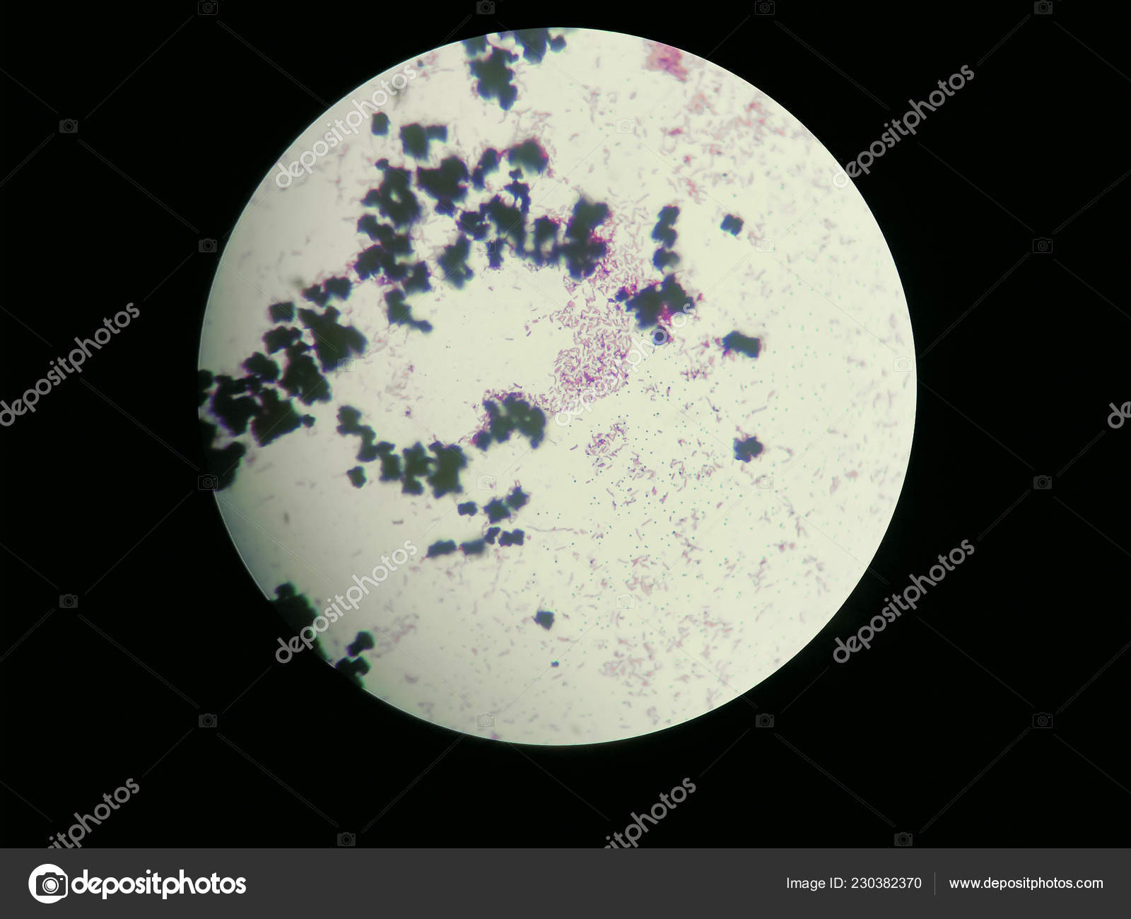 Image Of Escherichia Coli Obtained Through A Light Microscope Stock Photo Image By C Pike 28