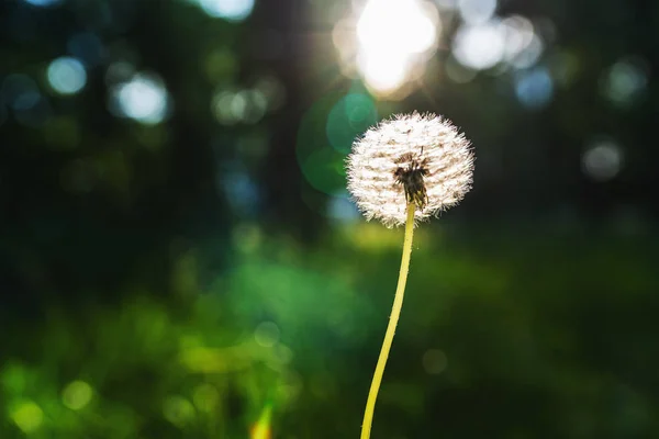 White dandelion flower on blurred green background — Stock Photo, Image