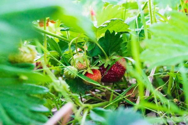 Red and white  strawberry in the garden.