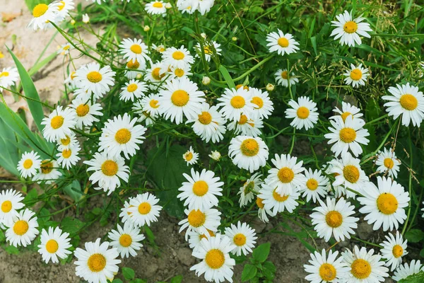 Margaridas do jardim branco — Fotografia de Stock