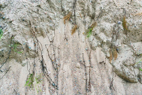 Dry horsetail on the sand — Stock Photo, Image