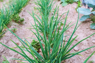 Yeşil soğan ile Ridges