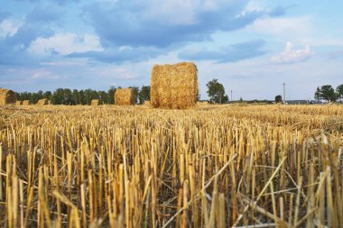 Hasat edilen çavdar alanı