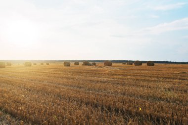 Hasat edilen çavdar alanı