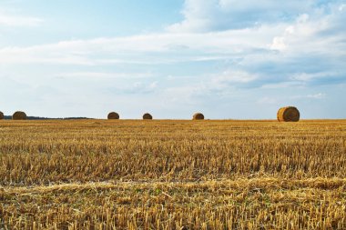 Hasat edilen çavdar alanı