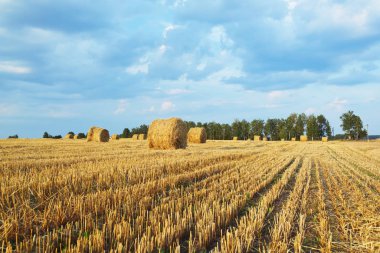 Hasat edilen çavdar alanı