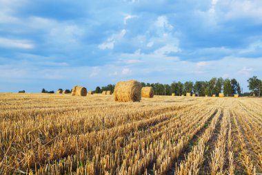Hasat edilen çavdar alanı