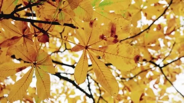 Gele kastanjebladeren op een tak zwaaiend in de wind onder de herfstlucht — Stockvideo