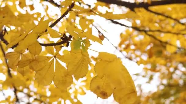 Sárga gesztenye levelek az őszi égbolt alatt a szélben ringatózó ágon — Stock videók