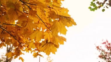 Sarı akçaağaç yaprakları sonbahar gökyüzünün altında rüzgarda sallanıyor. Web geçmişi. 4k döngü video görüntüleri.