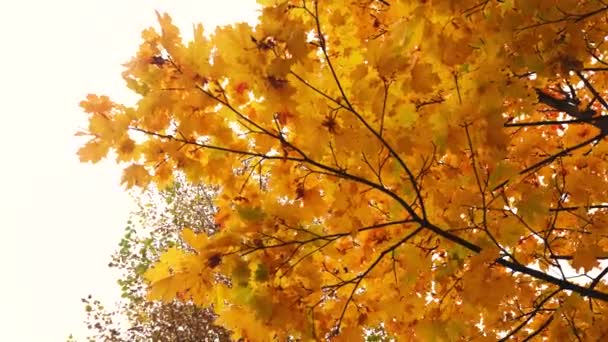 Gele Esdoorn Bladeren Een Tak Zwaaiend Wind Onder Herfstlucht Loop — Stockvideo