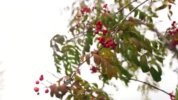 Hojas Verdes Amarillas Bayas Rojas Maduras Rama Ceniza Montaña Balancean — Vídeos de Stock