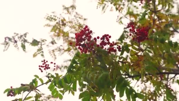 Dağ Küllerinin Dalındaki Yeşil Sarı Yapraklar Kırmızı Olgun Böğürtlenler Sonbahar — Stok video