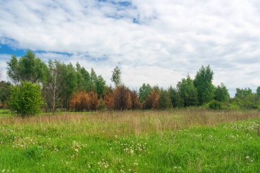 Ağaçlı yeşil bir alana yakın çekim. Yüksek kalite fotoğraf