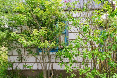 Eski köy terk edilmiş bir ev. Çimenlik, leylak ve fındık çalıları, güneşli mavi bir gökyüzünün altında. Yüksek kalite fotoğraf