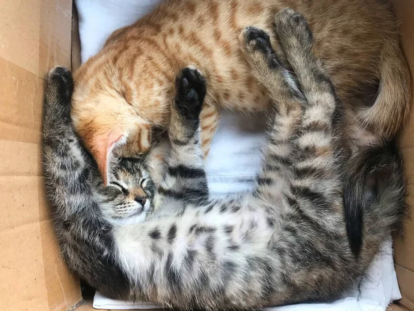 ポックと赤のタビーかわいい子猫は段ボール箱の中で眠る — ストック写真