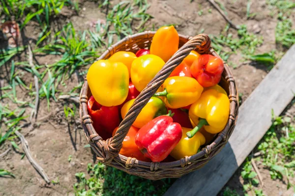 Kırmızı ve sarı olgun taze toplanmış biberler ahşap bir sepette