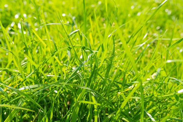 Grama verde perto — Fotografia de Stock