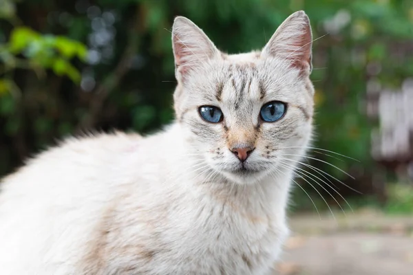 Graue Katze mit blauen Augen auf der Straße aus nächster Nähe — Stockfoto