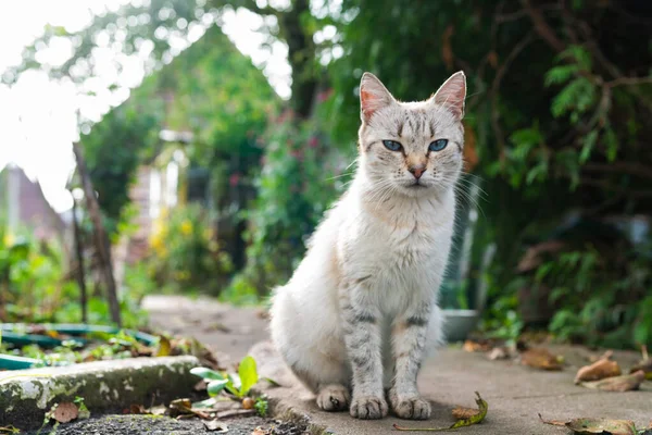 Graue Katze mit blauen Augen auf der Straße — Stockfoto