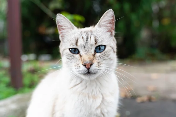 Graue Katze mit blauen Augen auf der Straße aus nächster Nähe — Stockfoto