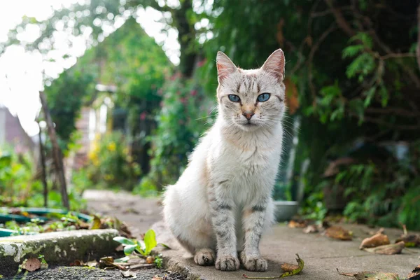Graue Katze mit blauen Augen auf der Straße — Stockfoto