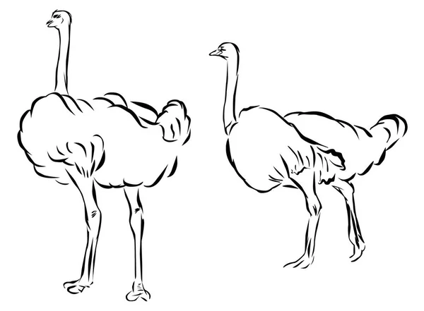 Ostrich Bird Hand Drawn Pencil Graphics Vector Logo Sign Emblem — Stock Vector