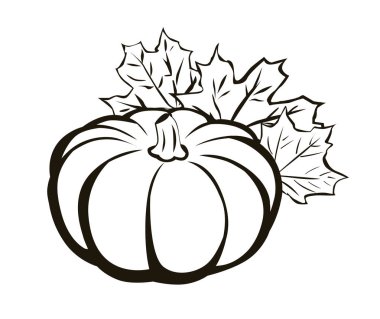 akçaağaç yaprakları ile kabak.