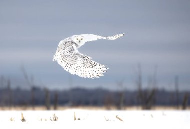 Karlı baykuş (Bubo scandiacus) Ottawa, Kanada 'da karla kaplı bir arazide uçuş avına çıktı